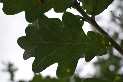 Oak leaf